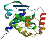 Zinc Finger And BTB Domain Containing Protein 5 (ZBTB5)