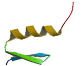 Zinc Finger And BTB Domain Containing Protein 6 (ZBTB6)