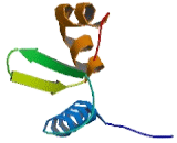 Zinc Finger And BTB Domain Containing Protein 7B (ZBTB7B)