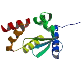 Zinc Finger And BTB Domain Containing Protein 7C (ZBTB7C)