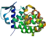 Zinc Finger And BTB Domain Containing Protein 9 (ZBTB9)