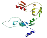 Zinc Finger And SCAN Domain Containing Protein 29 (ZSCAN29)