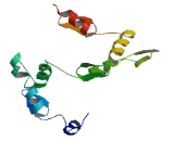 Zinc Finger And SCAN Domain Containing Protein 5C (ZSCAN5C)