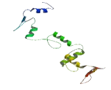 Zinc Finger Protein 251 (ZNF251)