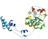 Zinc Finger Protein 275 (ZNF275)