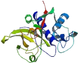 Zinc Finger Protein 329 (ZNF329)