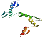 Zinc Finger Protein 404 (ZNF404)