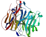 Zinc Finger Protein 416 (ZNF416)