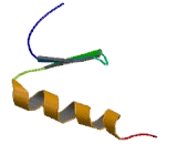 Zinc Finger Protein 497 (ZNF497)