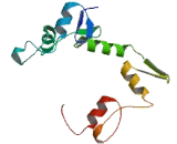 Zinc Finger Protein 510 (ZNF510)