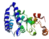 Zinc Finger Protein 524 (ZNF524)