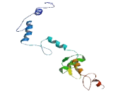 Zinc Finger Protein 556 (ZNF556)