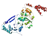 Zinc Finger Protein 595 (ZNF595)