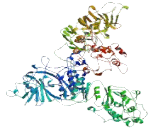 Zinc Finger Protein 609 (ZNF609)