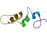 Zinc Finger Protein 704 (ZN<b>F704</b>)