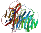 Zinc Finger Protein 713 (ZNF713)