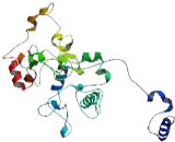 Zinc Finger Protein 717 (ZNF717)