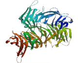 Zinc Finger Protein 770 (ZNF770)