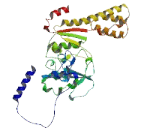 Zinc Finger Protein 799 (ZNF799)