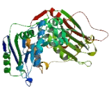 Zinc Finger Protein 804B (ZNF804B)