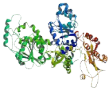 Zinc Finger Ran Binding Domain Containing Protein 3 (ZRANB3)