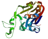 Zinc Phosphodiesterase ELAC Protein 2 (ELAC2)