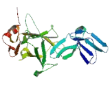 Zona Pellucida Glycoprotein 3, Sperm Receptor (ZP3)