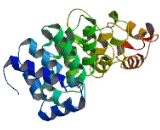 Zyg11 Homolog B (ZYG11B)