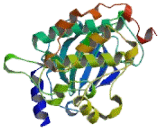 p21 Protein Activated Kinase 3 (PAK3)