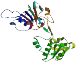 p53 Responsive Gene 3 (PRG3)