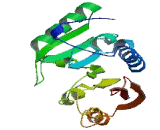 tRNA Methyltransferase 2 Homolog B (TRMT2B)