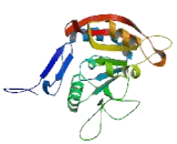 tRNA Methyltransferase 5 Homolog (TRMT5)