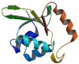 tRNA Splicing Endonuclease 2 (TSEN2)