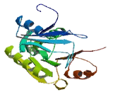 tRNA-yW Synthesizing Protein 2 (TYW2)