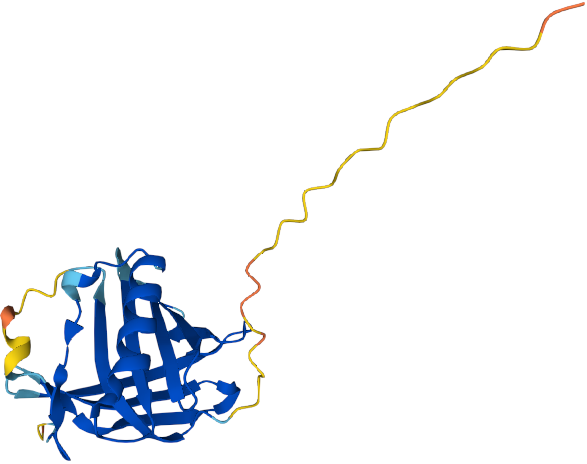 von Ebner gland protein 2 (VEGP2)