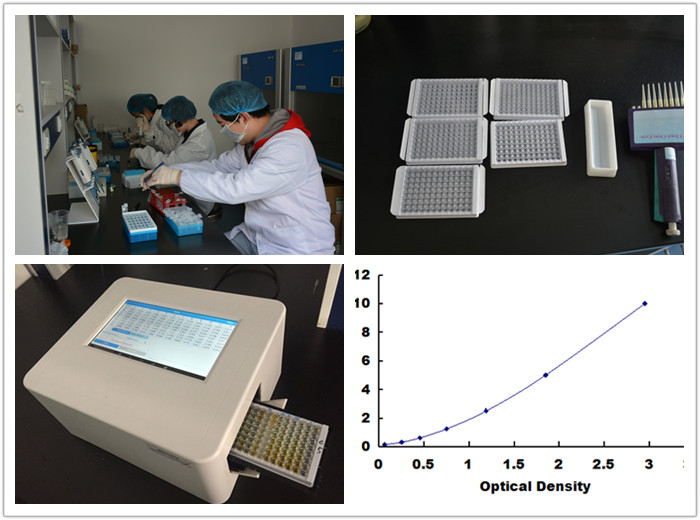 ELISA/CLIA Experiment