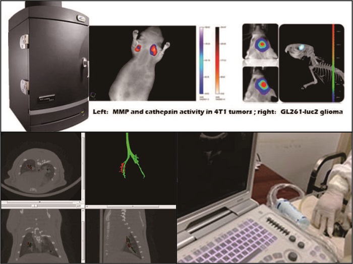 Animal Imaging Experiment