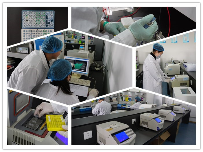 Plasmid Construction / PCR