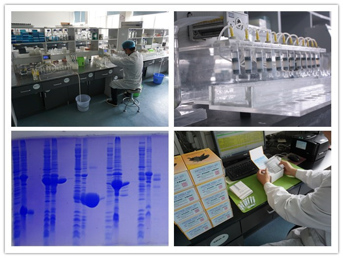 Protein Purification