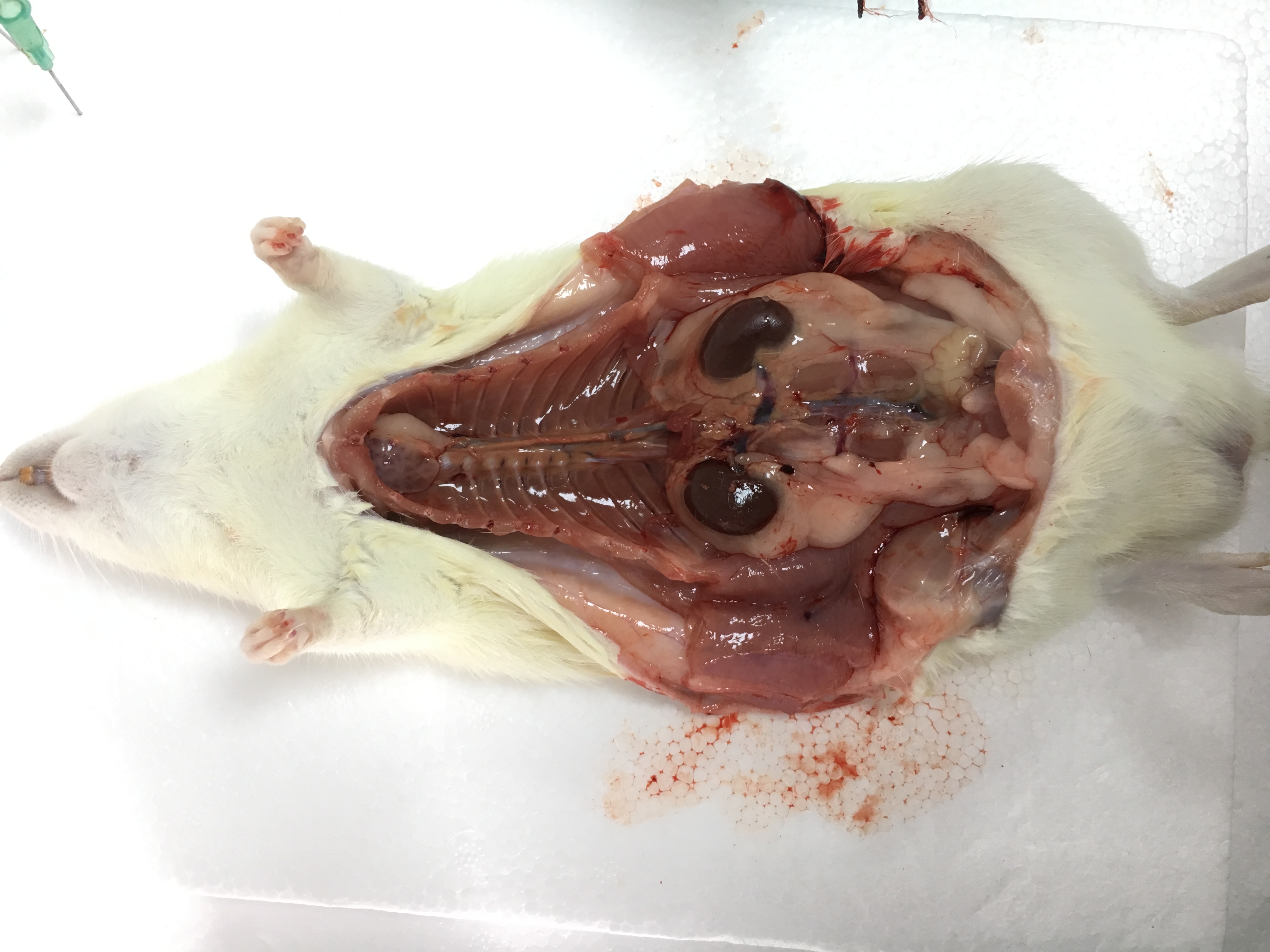 Dissect experimental rat