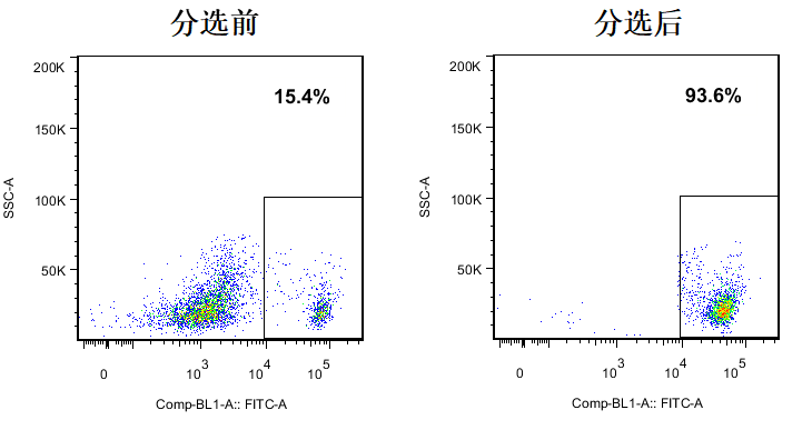 Immunomagnetic beads sorting cell experiment-Result