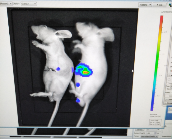 In vivo imaging- Luminescent