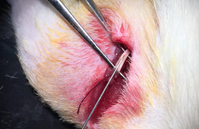 Retrograde tracing of sciatic nerve by fluoro-gold