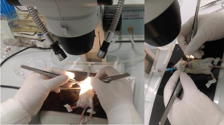 Mouse Model for Myocardial Infarction (MI)