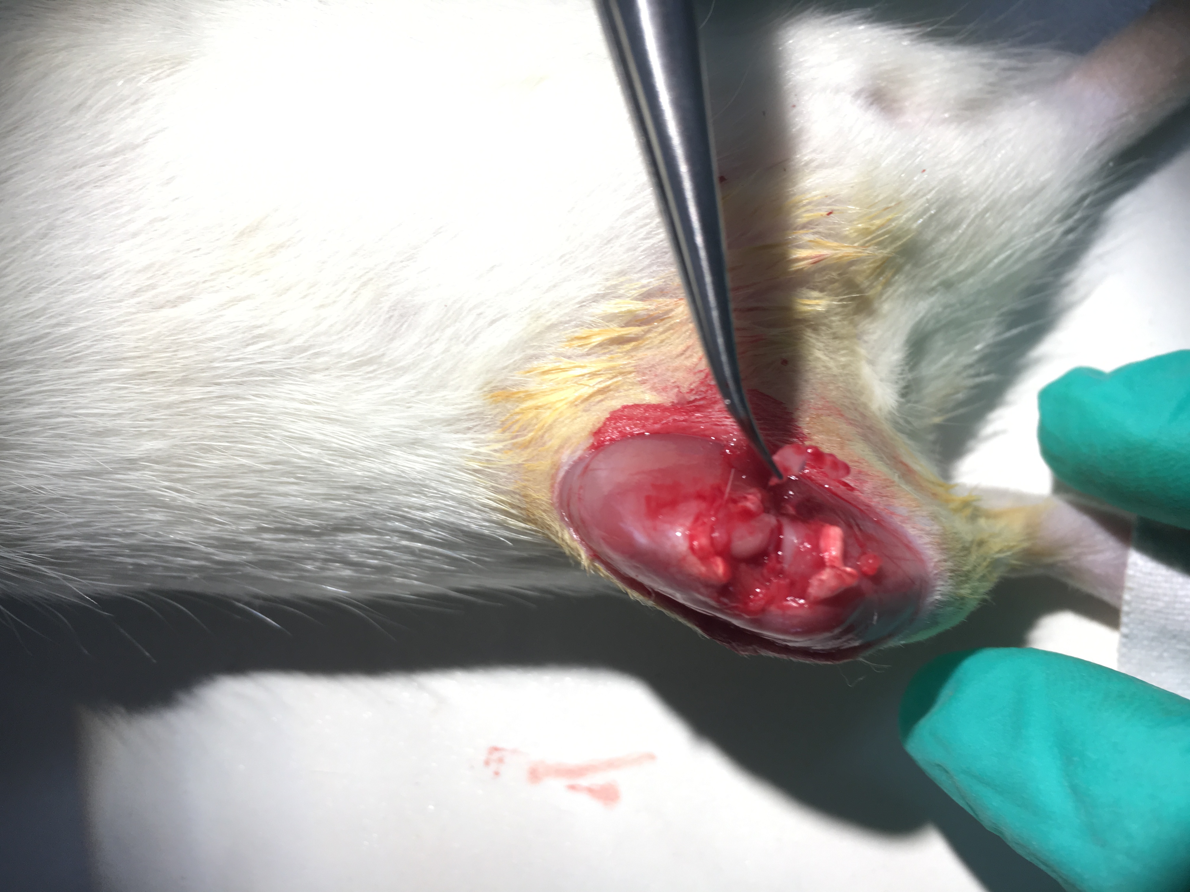 Rat Model for Osteoarthritis- removal of meniscus