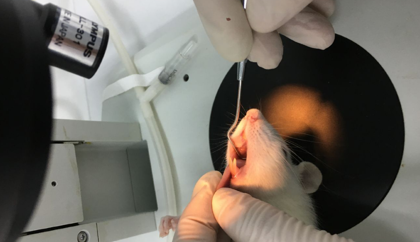 Rat Model for Periodontitis (PD