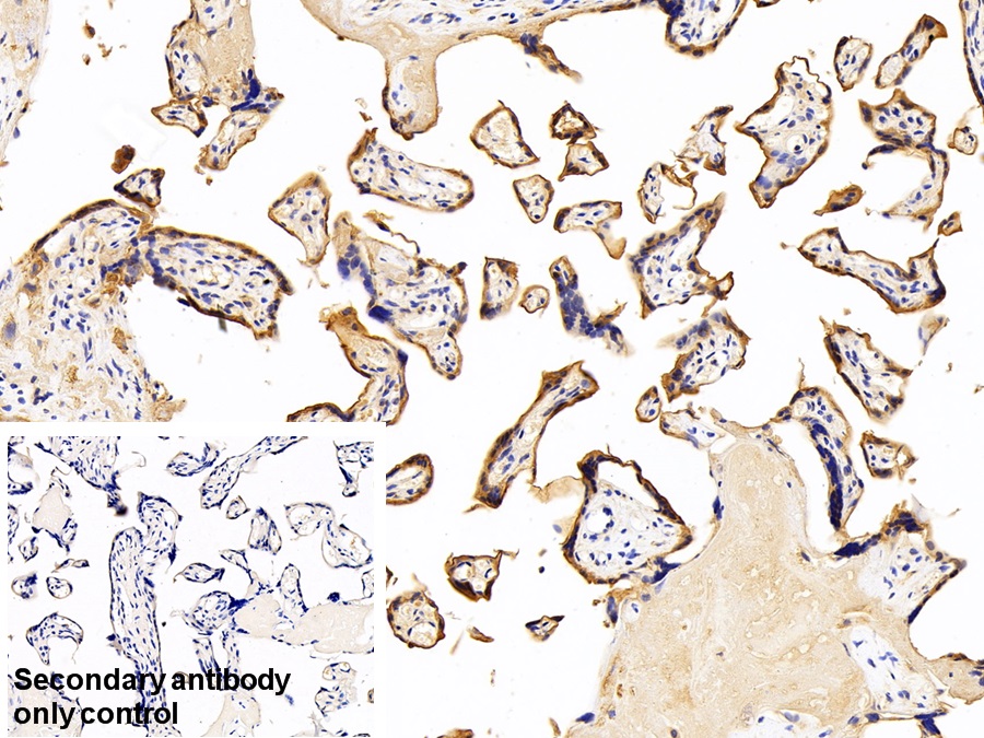 Anti-Transferrin Receptor (TFR) Polyclonal Antibody