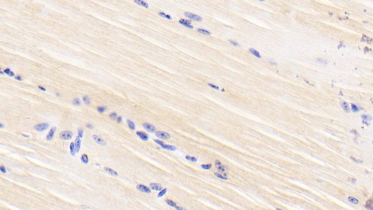 Monoclonal Antibody to Bone Morphogenetic Protein 2 (BMP2)