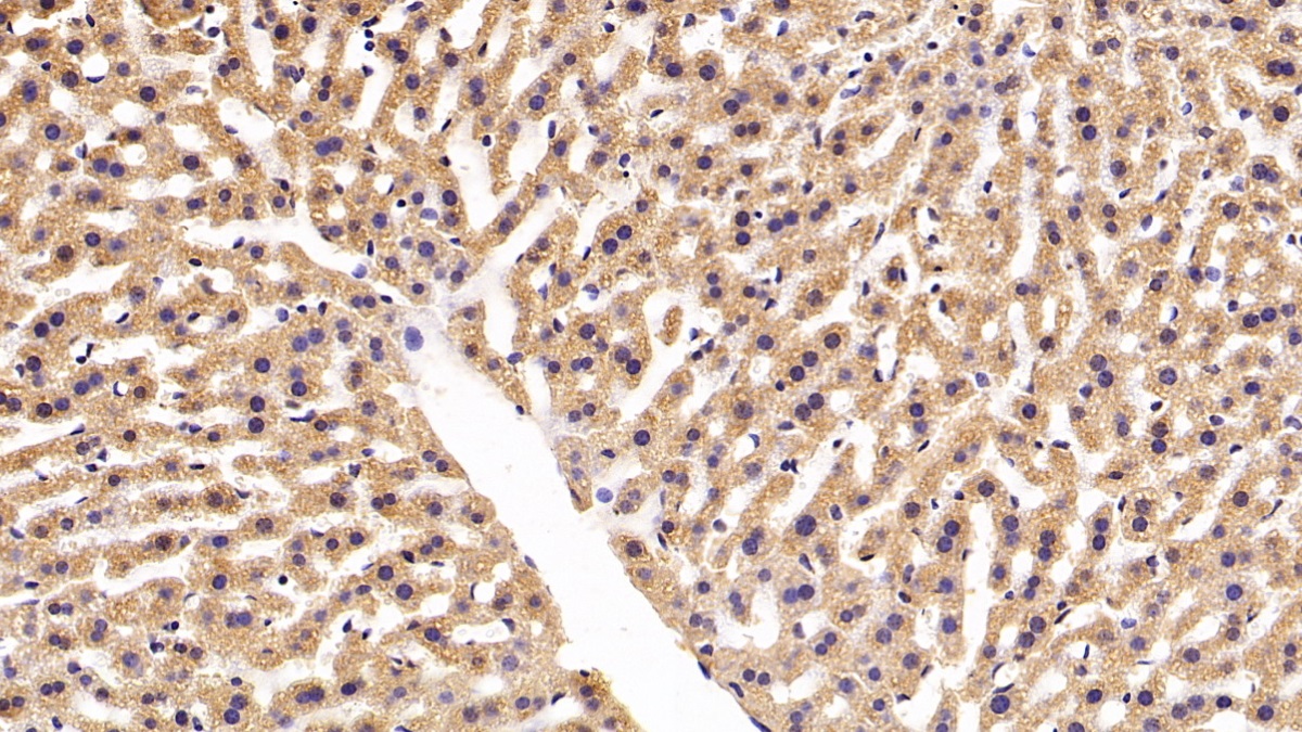 Monoclonal Antibody to Erythropoietin Receptor (EPOR)