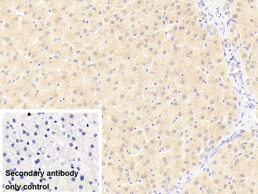 Monoclonal Antibody to FMS Like Tyrosine Kinase 3 Ligand (Flt3L)